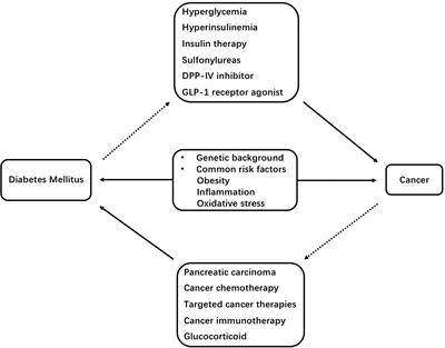 The Relationship Between Diabetes Mellitus and Cancers and Its Underlying Mechanisms